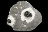 Devil Horn Cyphaspis Trilobite With Gerastos - Mrakib, Morocco #154291-1